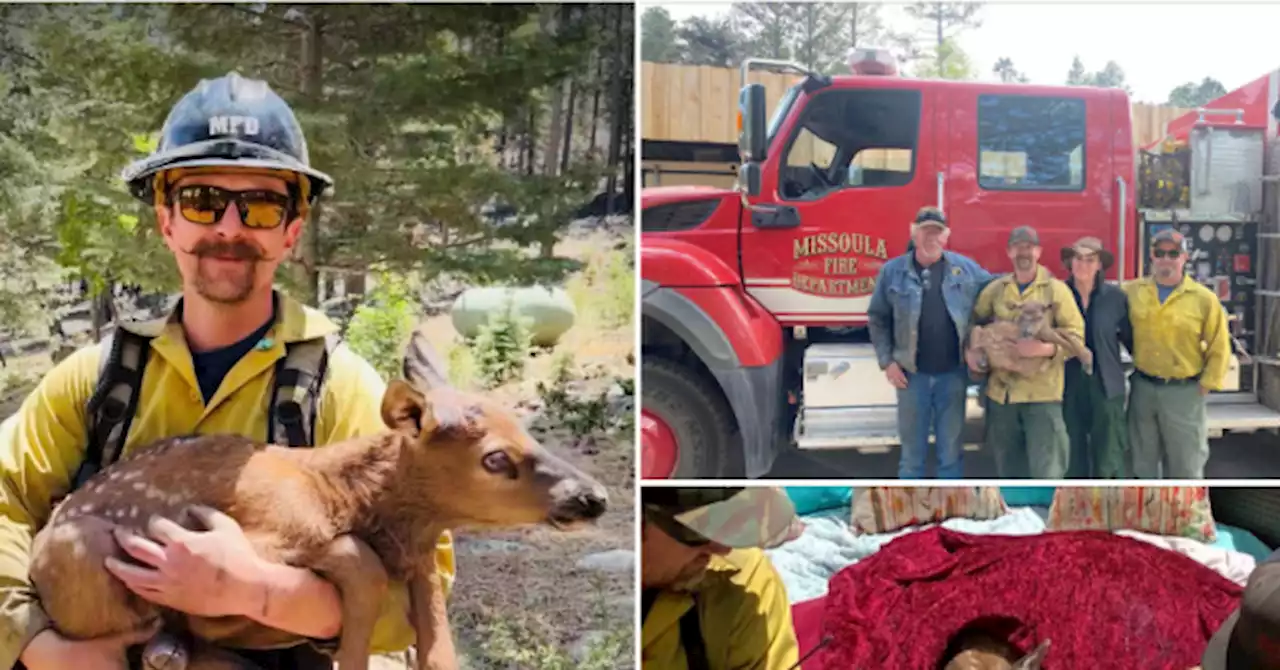 PHOTOS: Crews Rescue Elk Calf Spotted in Ashes of Wildfire