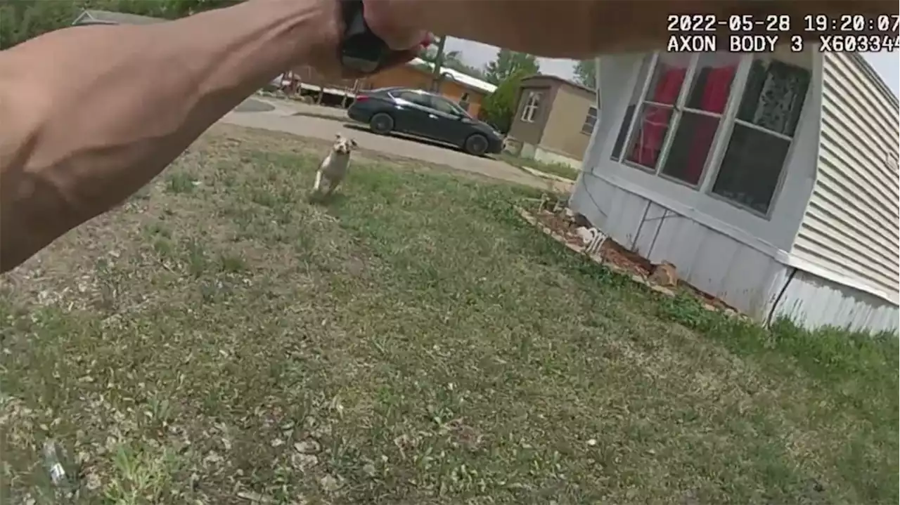 VIDEO: Dog Who Reportedly Attacked Boy Goes After Officer In Greeley