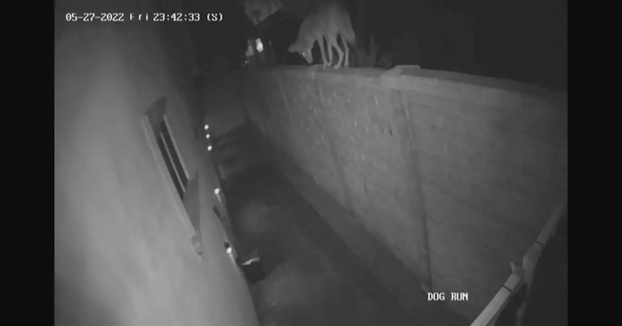 Coyote enters home in Woodland Hills; dogs inside scare it away but neighbors are on edge