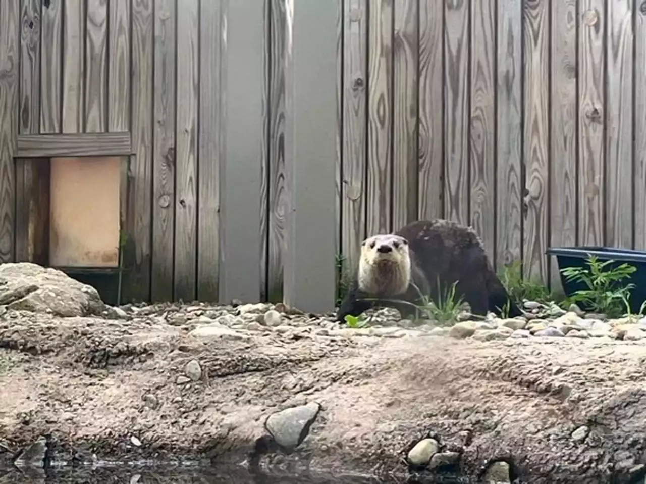 Cleveland Museum of Natural History welcomes two more river otters