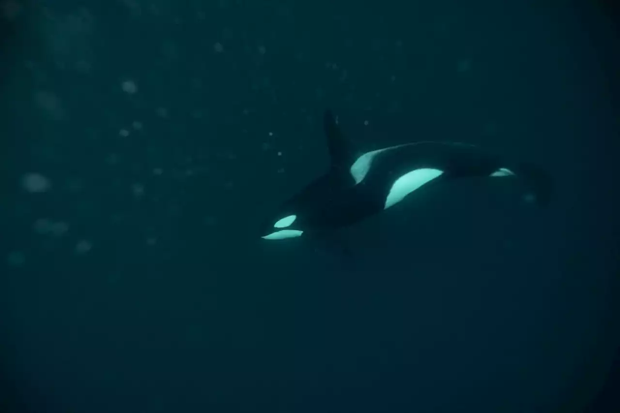 Orque coincée dans la Seine : l'animal, qui devait être euthanasié, a été retrouvé mort