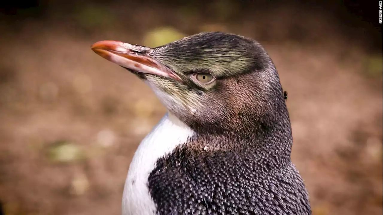 The patients at this New Zealand rehab center aren't people -- they're penguins