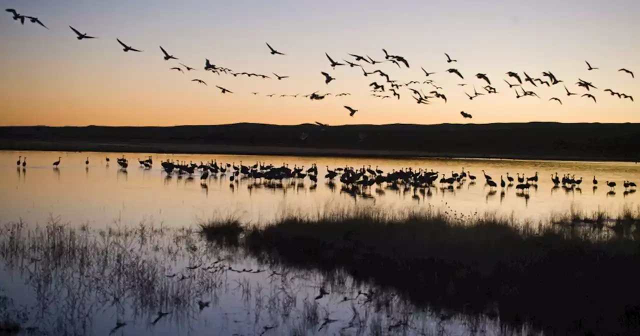 Opinion | Six Decades on From Rachel Carson's Silent Spring, Birds Facing 'Inexorable Decline'