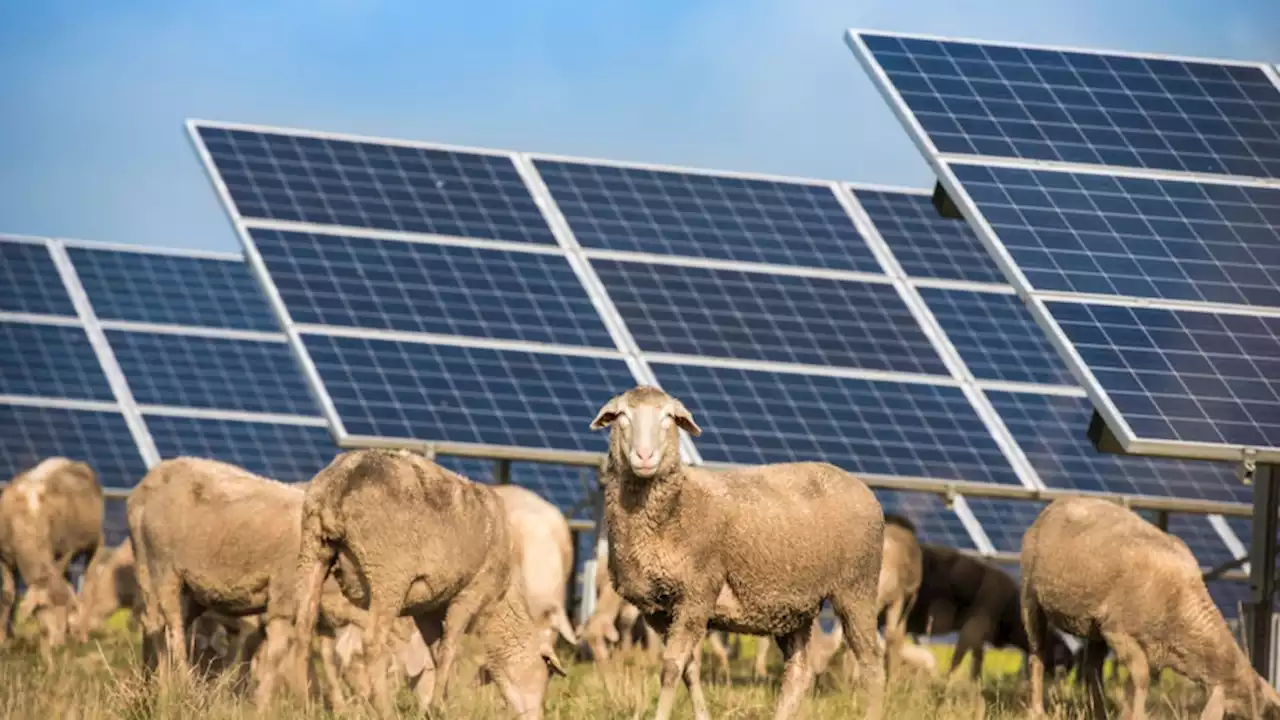 Grazing sheep under solar panels may boost wool quality and quantity