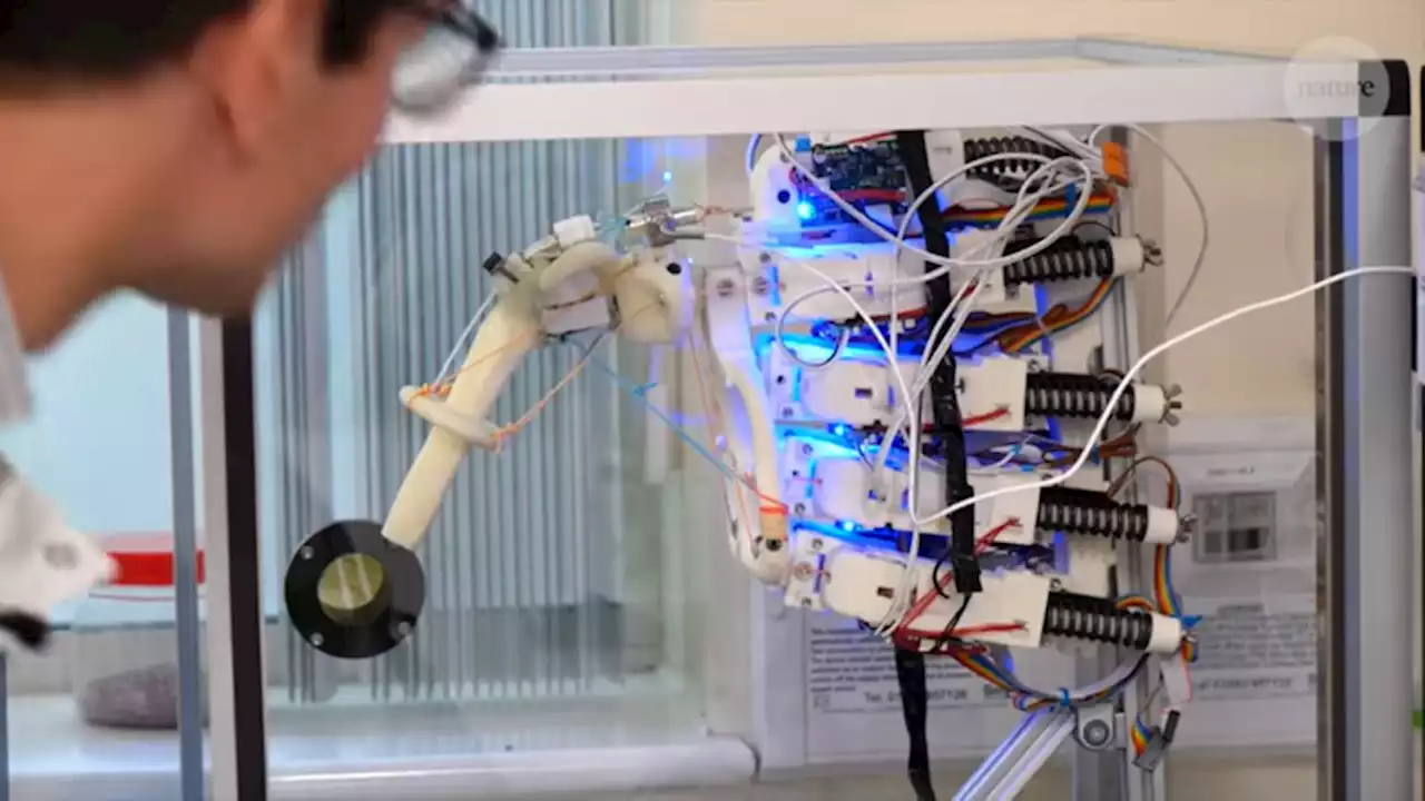 Researchers use humanoid robots to grow human tendon tissue