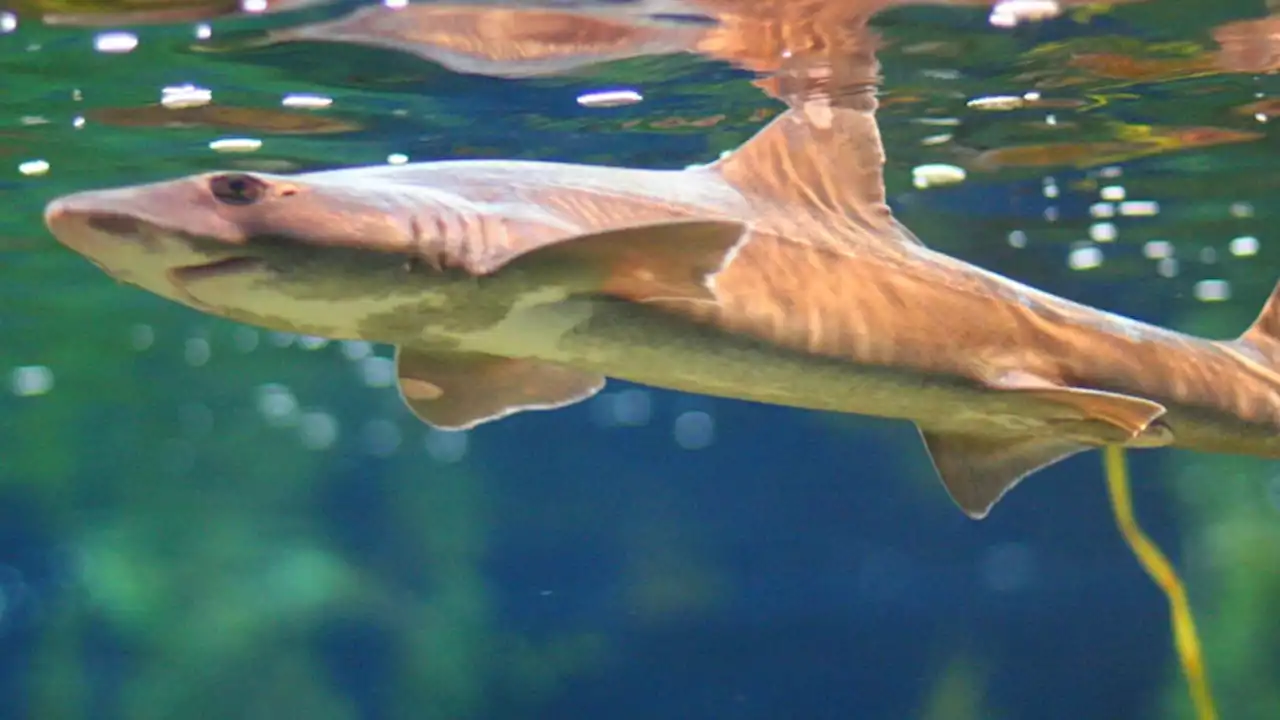 Shark Gives 'Virgin Birth' to Miracle Baby in All-Female Tank