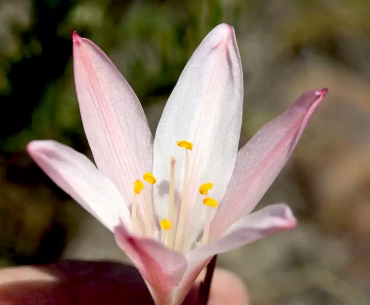 New fynbos lily discovered at southern tip of Africa