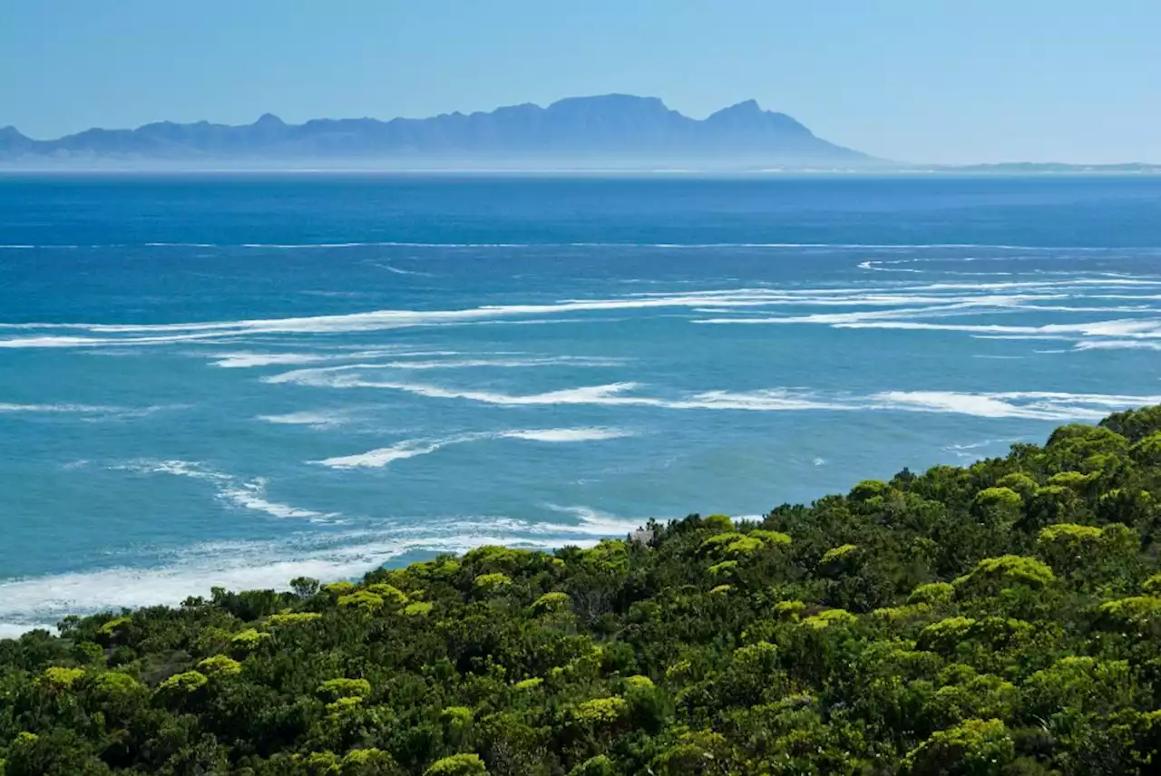 Marine life in a South African bay is full of chemical pollutants