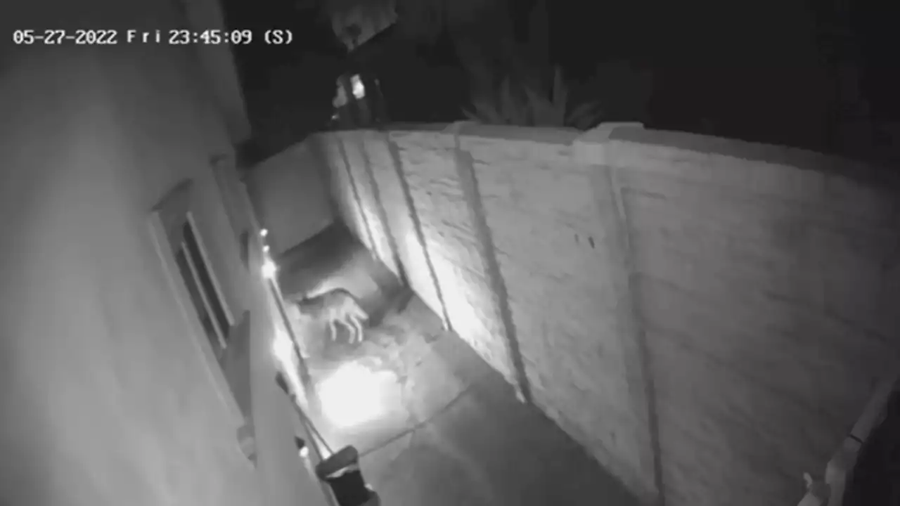 Coyote Enters Woodland Hills Home Through Dog Door