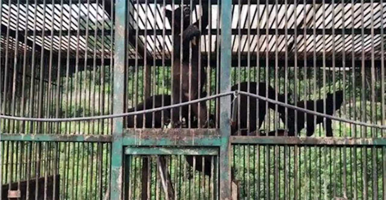 韓 사육 농장서 구출된 곰 22마리…'풀밭 발 딛으니 마음껏 뛰놀아'