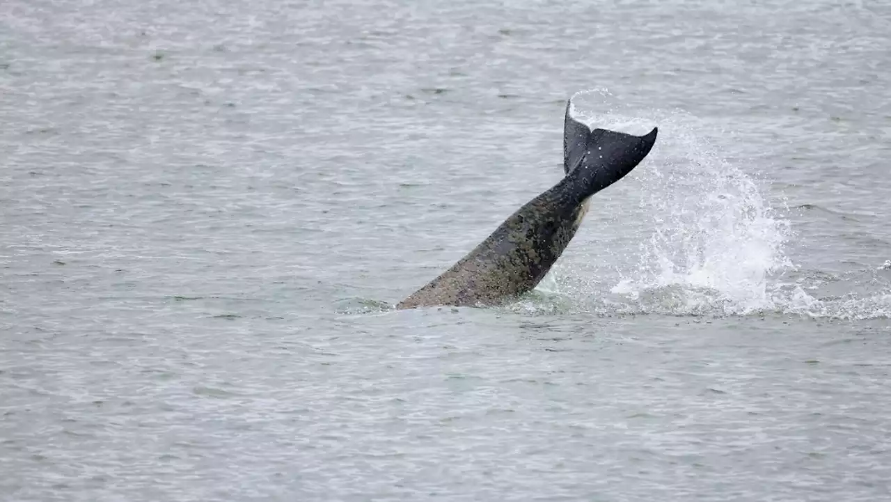 Orca in der Seine muss eingeschläfert werden