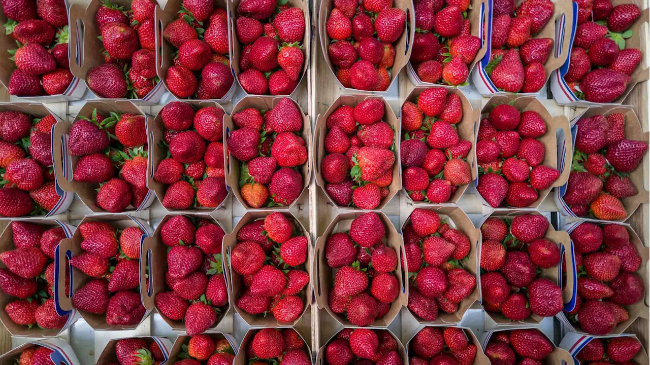 FDA Probing Organic Strawberries in Hepatitis A Outbreak