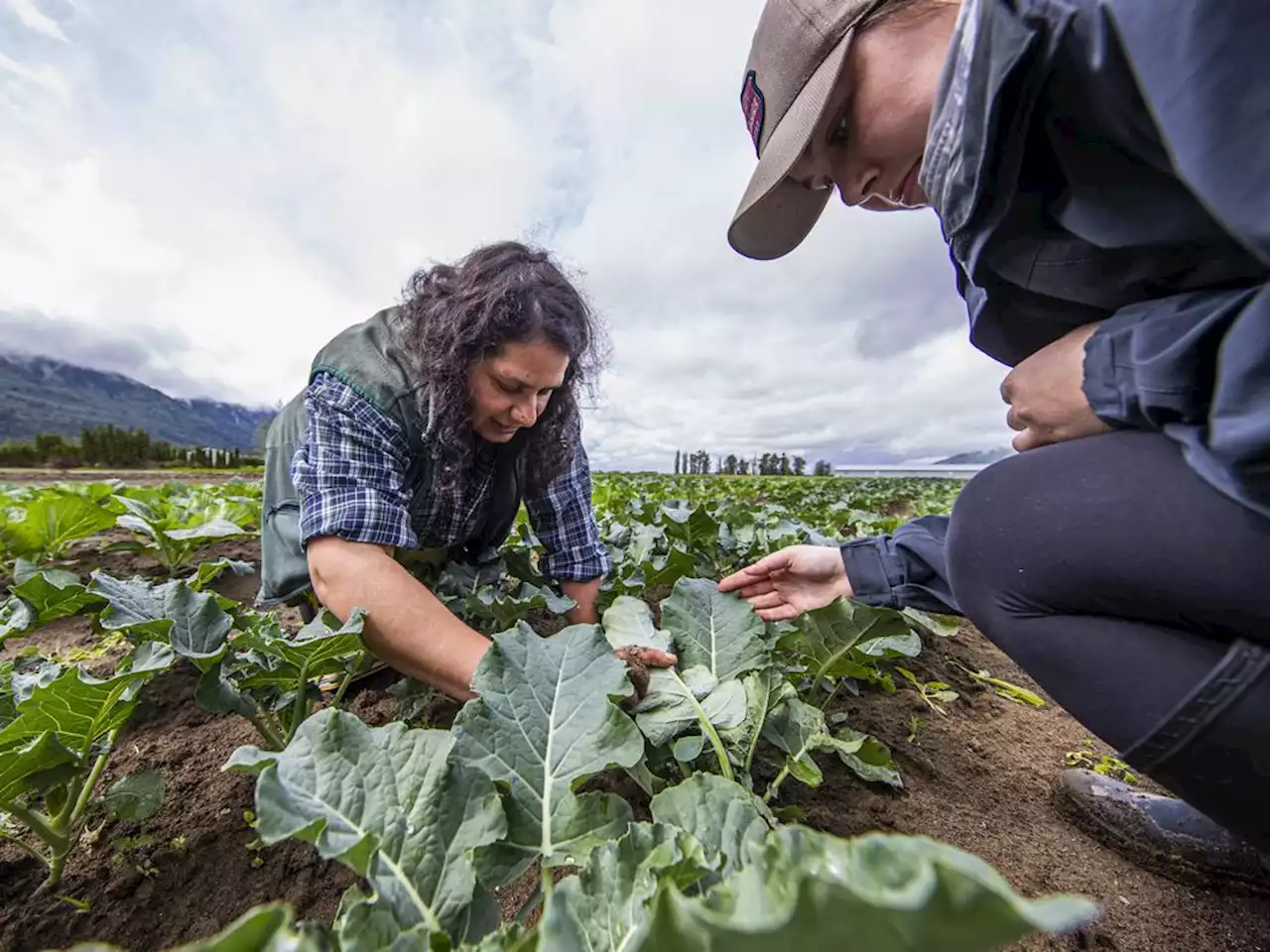 Is it safe to eat food grown after B.C. fields flooded?