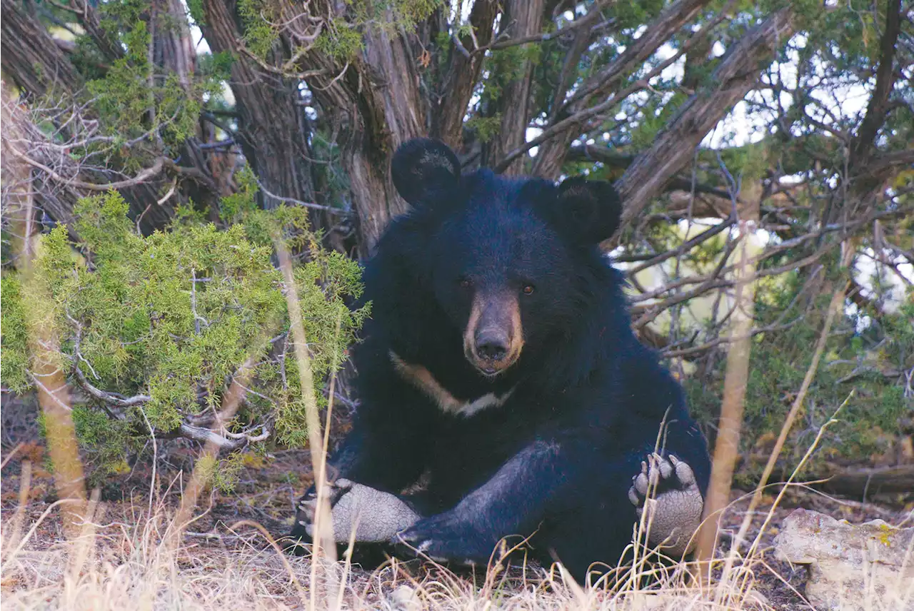 Bears were tortured in cages. Now rescued, they climb trees and eat lasagna.