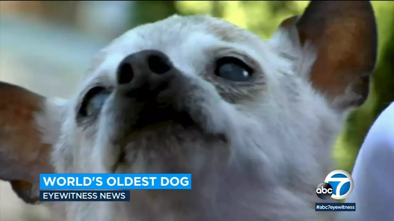 22-year-old South Carolina Toy Fox Terrier 'Pebbles' crowned world's oldest living dog