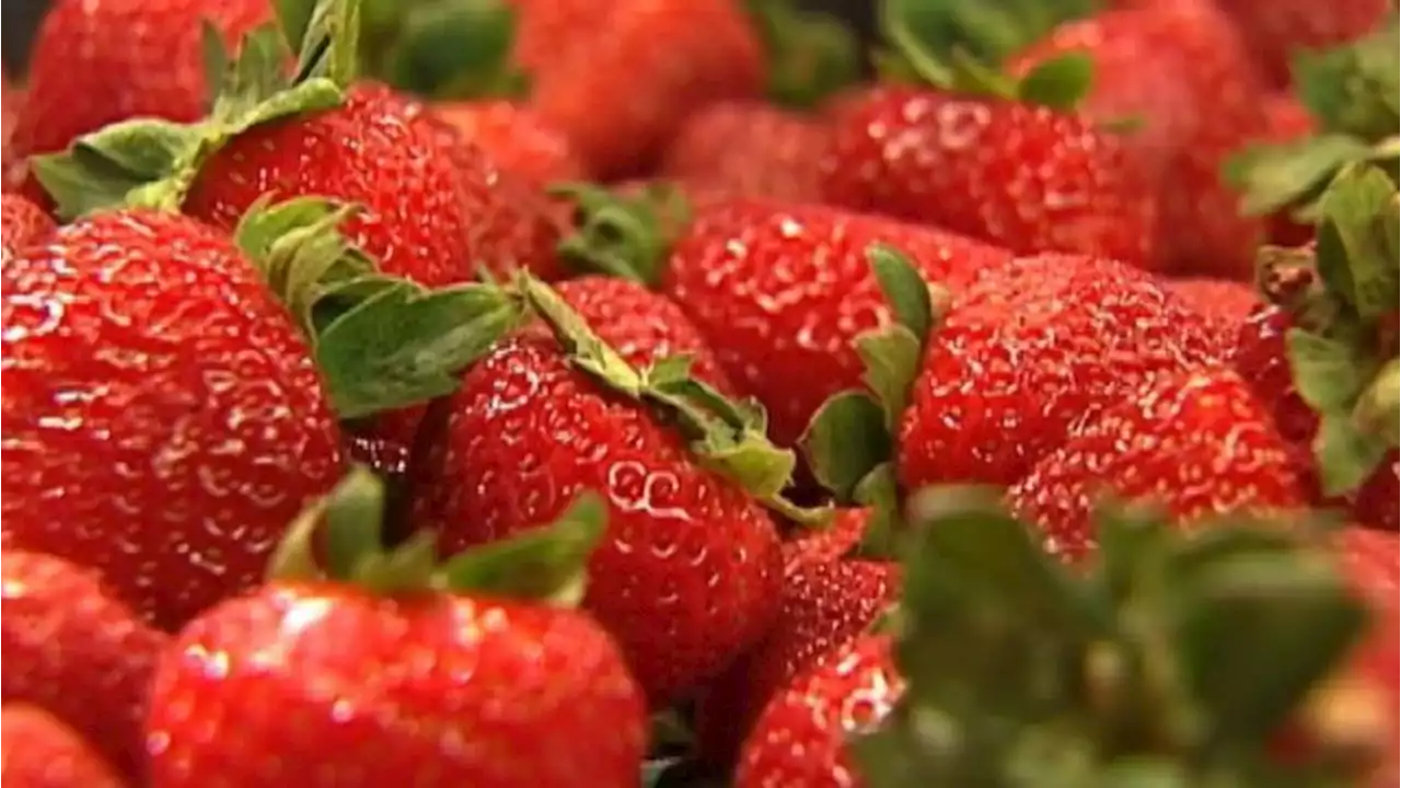 Hepatitis A cases potentially linked to organic strawberries