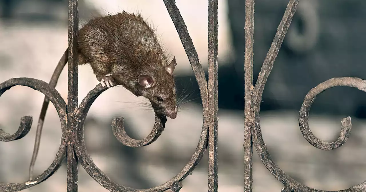 America's 50 most rat-infested cities, ranked