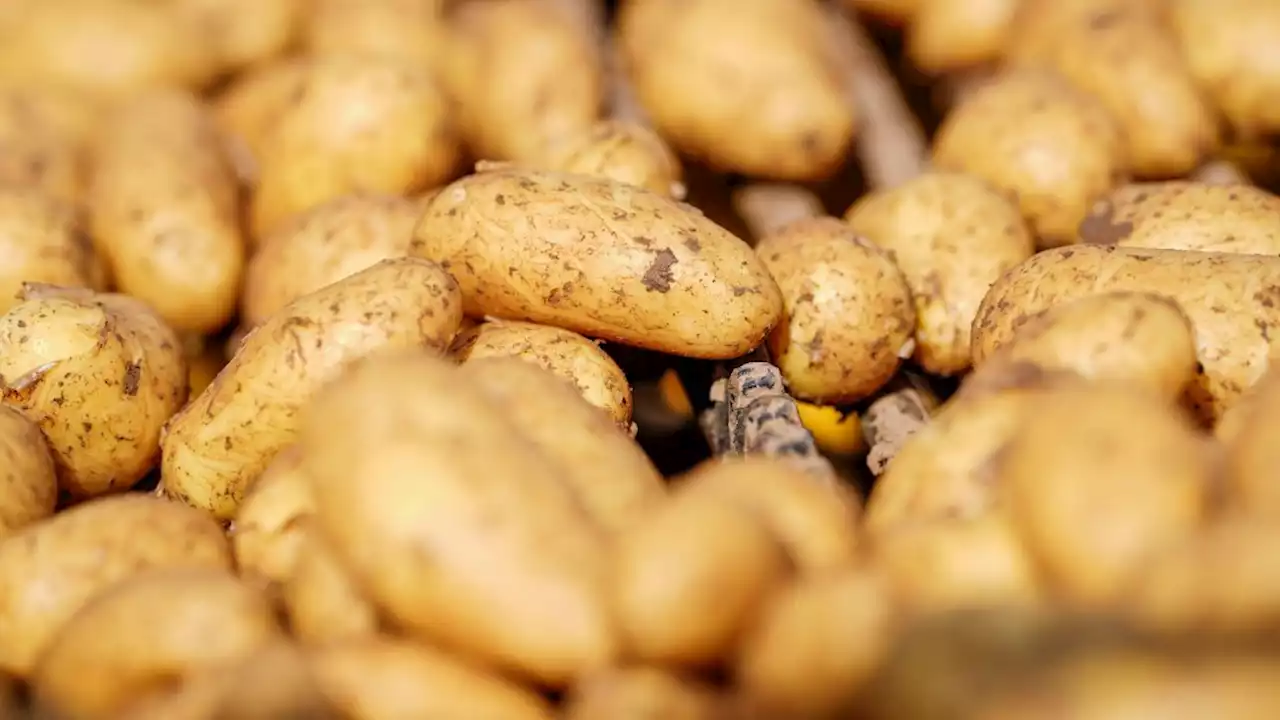 Warum man die Schale von Frühkartoffeln nicht essen sollte