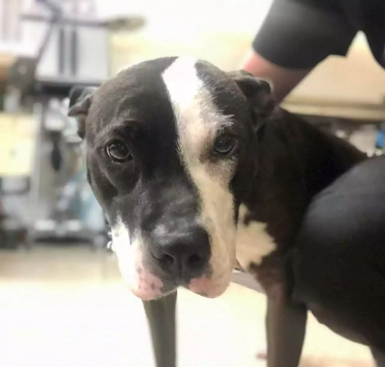 Ohio authorities rescue dog after it’s dragged 100 yards while chained to vehicle