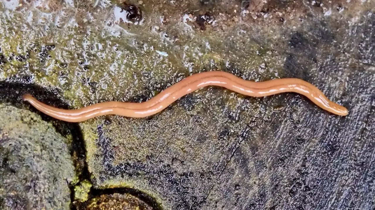 'Quite urgent': Spread of hammerhead flatworms in Ontario, Quebec poses concern to existing ecosystems