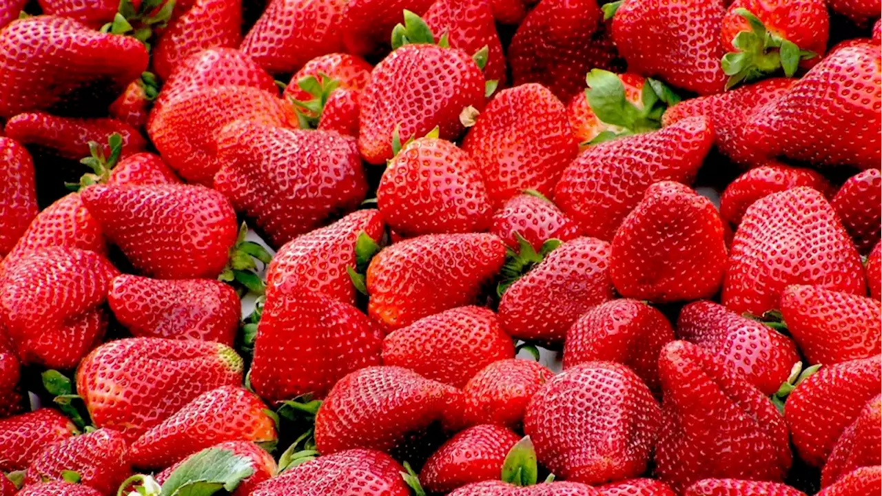 U.S., Canadian regulators tie hepatitis cases to strawberries