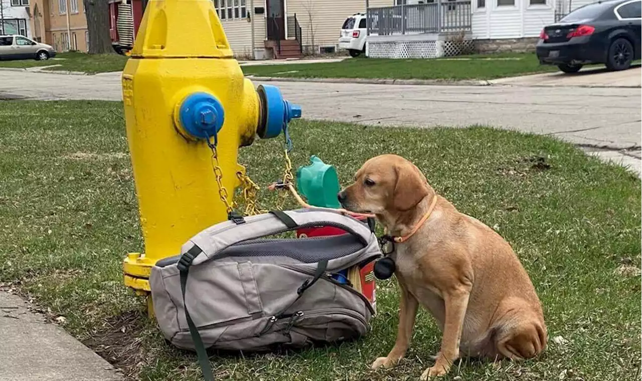 Dog dumped on street with bag full of toys and harrowing note from owner