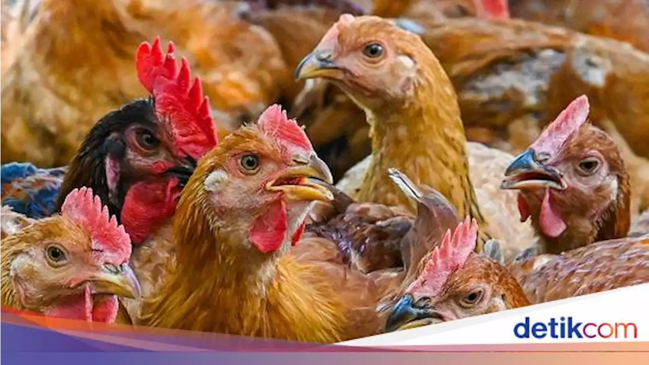 Pasokan Lokal Seret, Malaysia Setop Ekspor Ayam 1 Juni