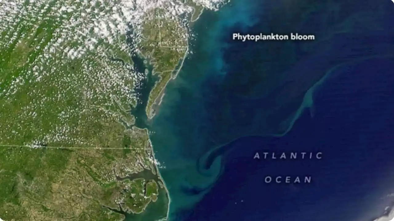 Caught on satellite: Phytoplankton bloom spotted off the mid-Atlantic