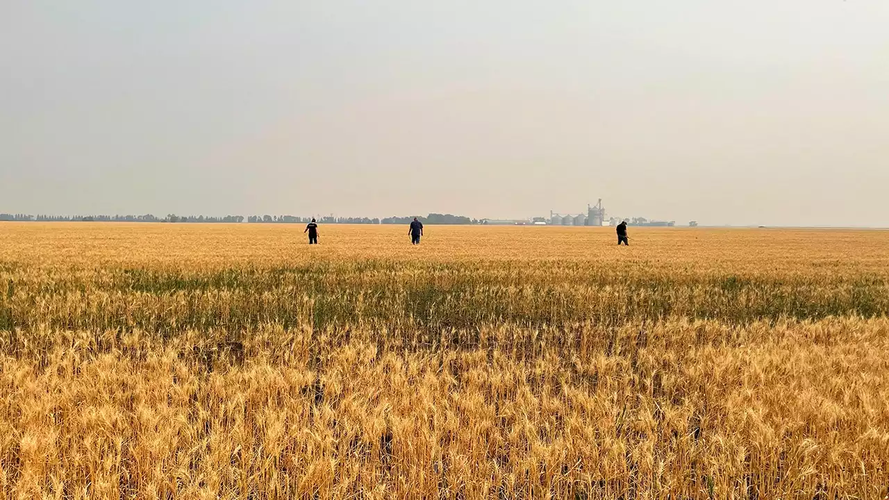 US wheat crop hurt by dry winter and spring's heavy rain