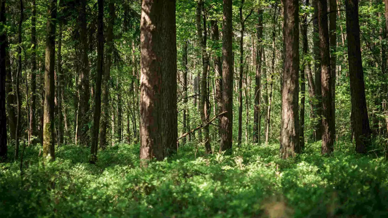 Researchers develop global dataset to plot areas for land-based carbon storage