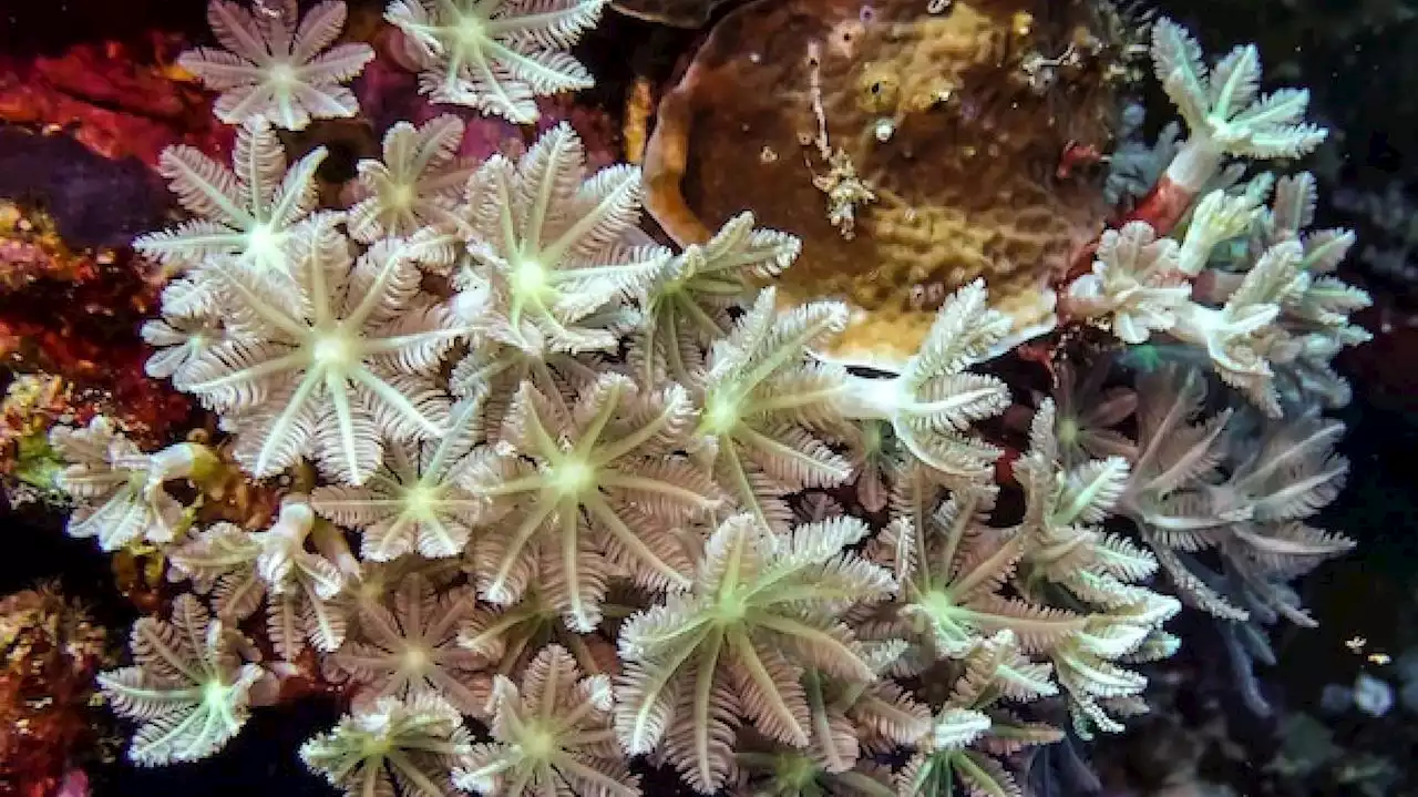 University of Utah discovery with soft sea corals could lead to cancer treatment