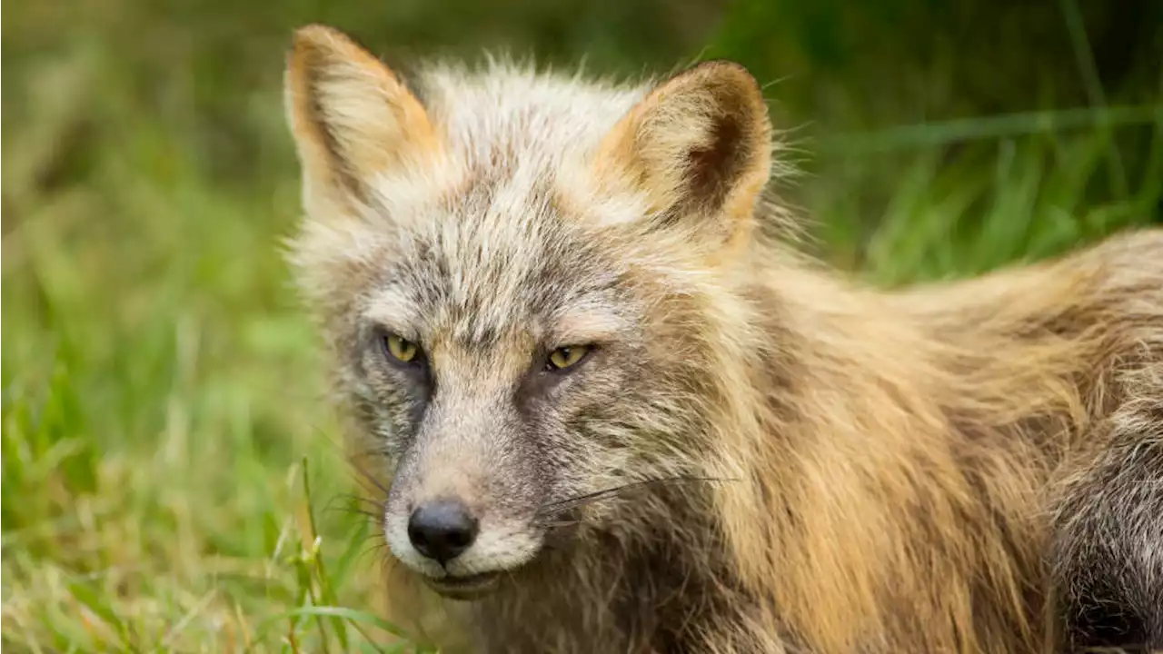 Bird flu detected in red fox and eagles found dead in Unalaska