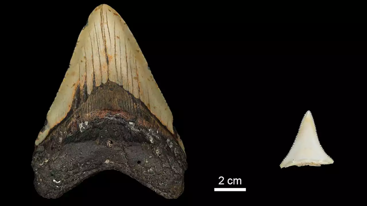 Did the great white bring down megalodon, its massive rival?