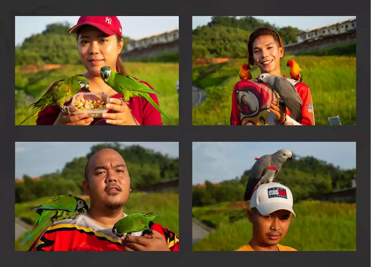 World Parrot Day takes wing in Malaysia | The Malaysian Insight