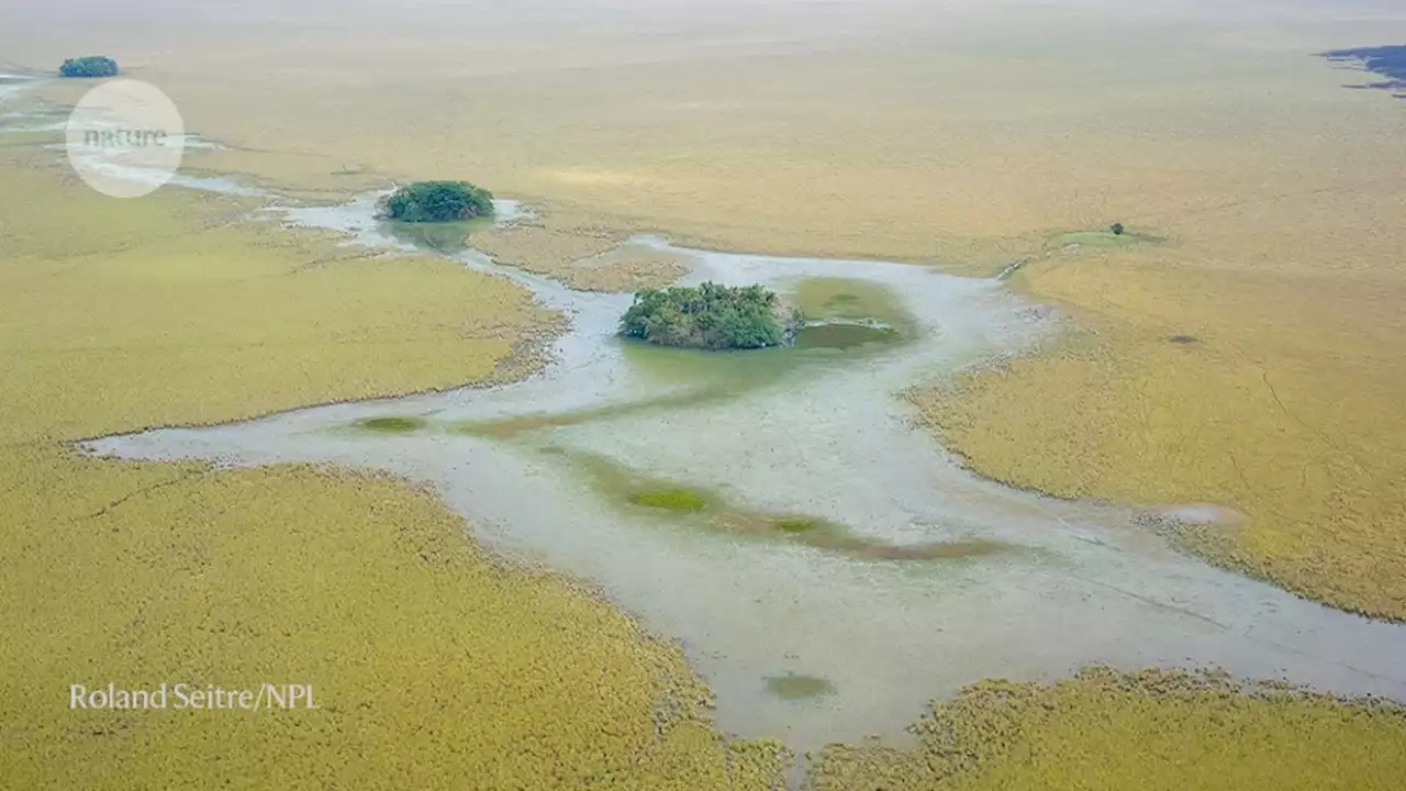 ‘Mind blowing’ ancient settlements uncovered in the Amazon