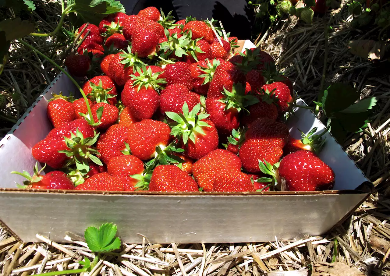 US, Canadian Regulators Tie Hepatitis Cases to Strawberries