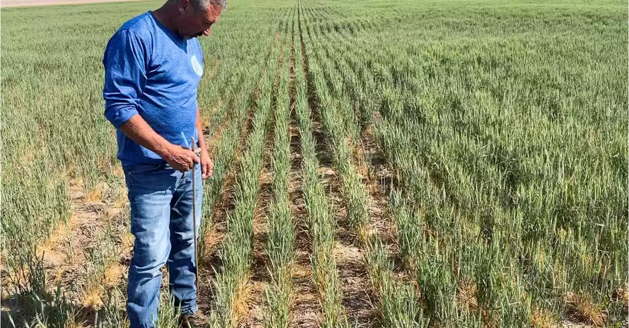 U.S. wheat crop hit by dry winter then soggy spring, adding to global tightness