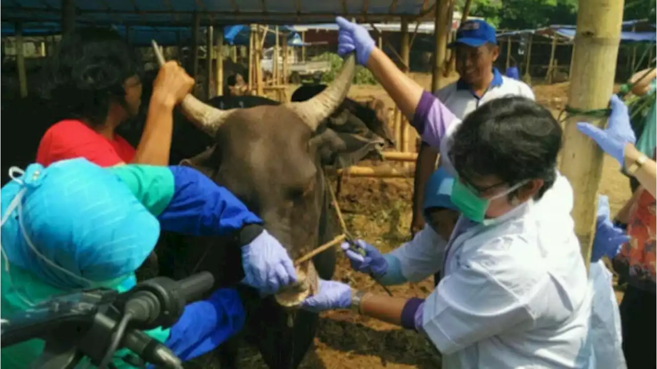 Ini Isi Lengkap Fatwa MUI tentang Hewan Kurban di Tengah Wabah PMK