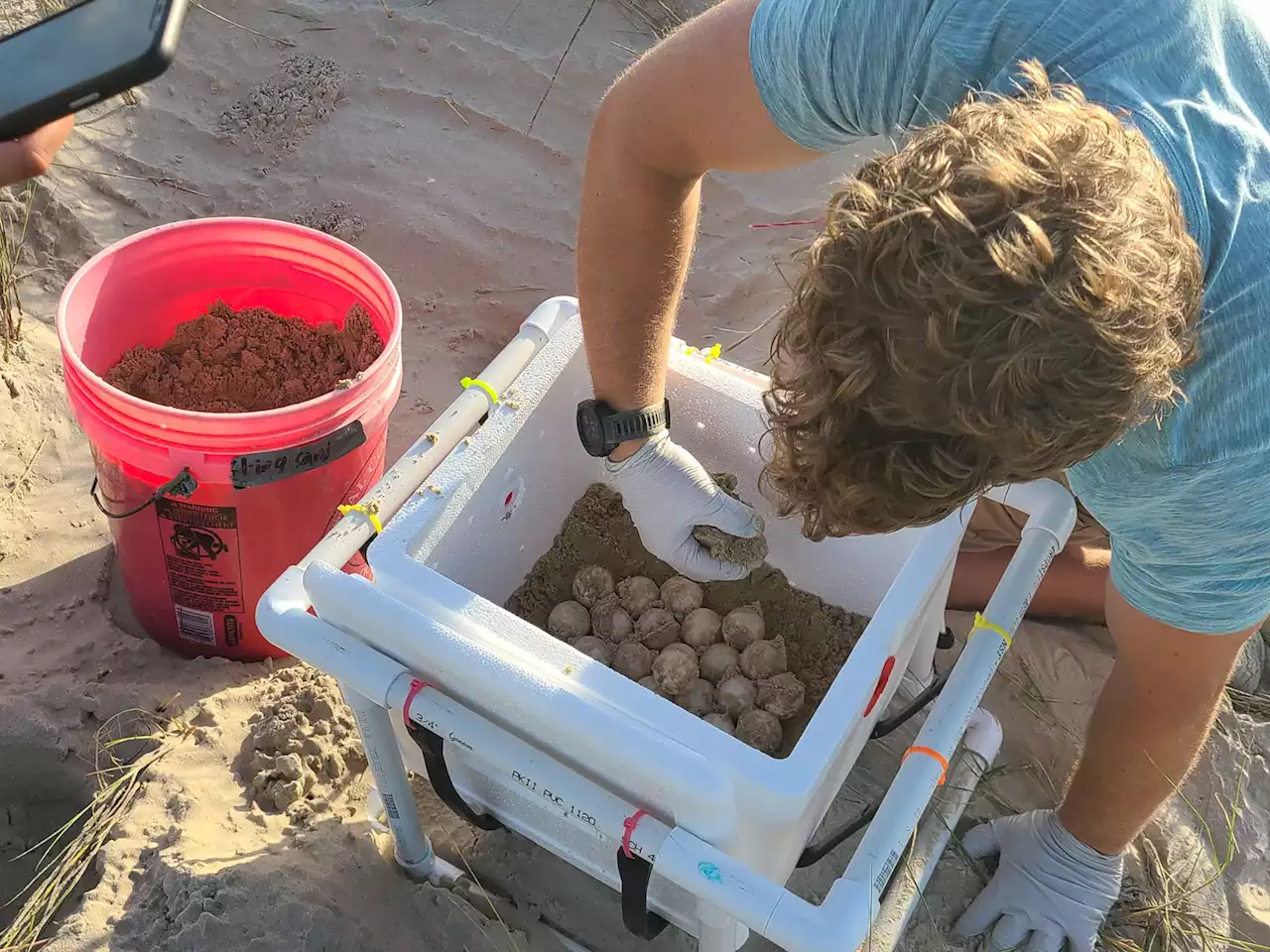 A sea turtle neared extinction. A trove of eggs shows it can be saved.