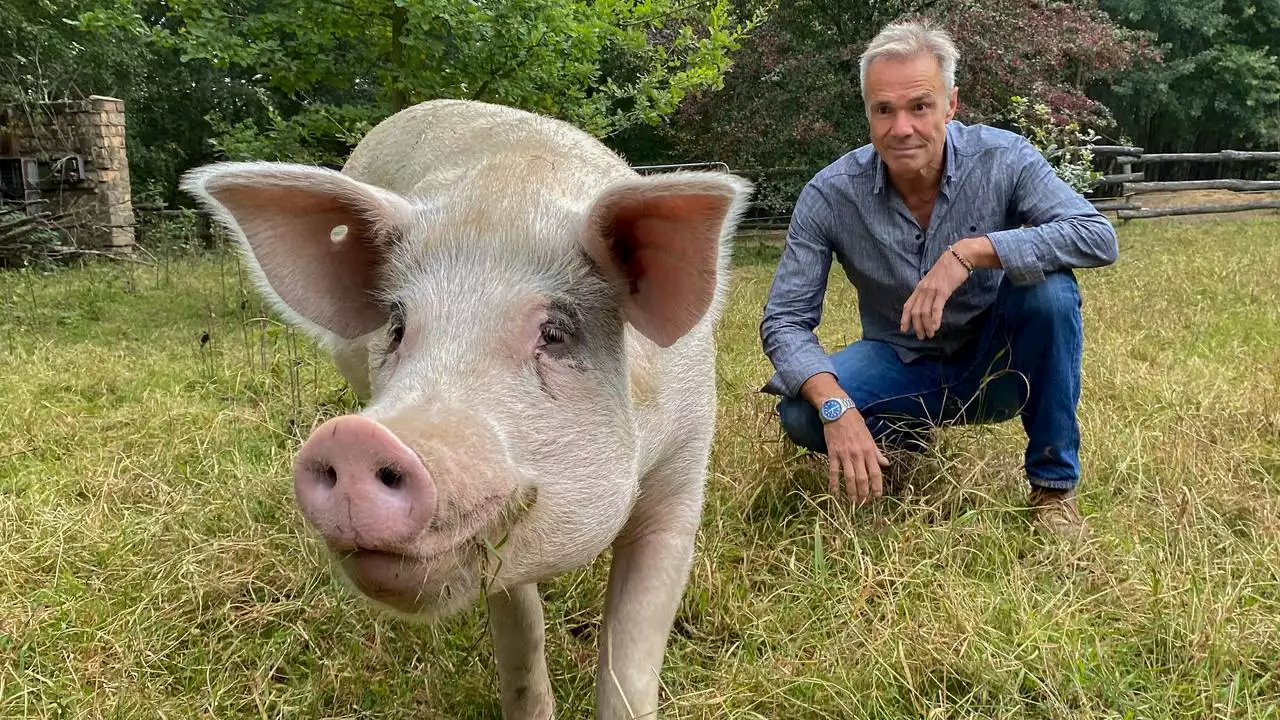 Hannes Jaenicke: Im Einsatz für das Schwein