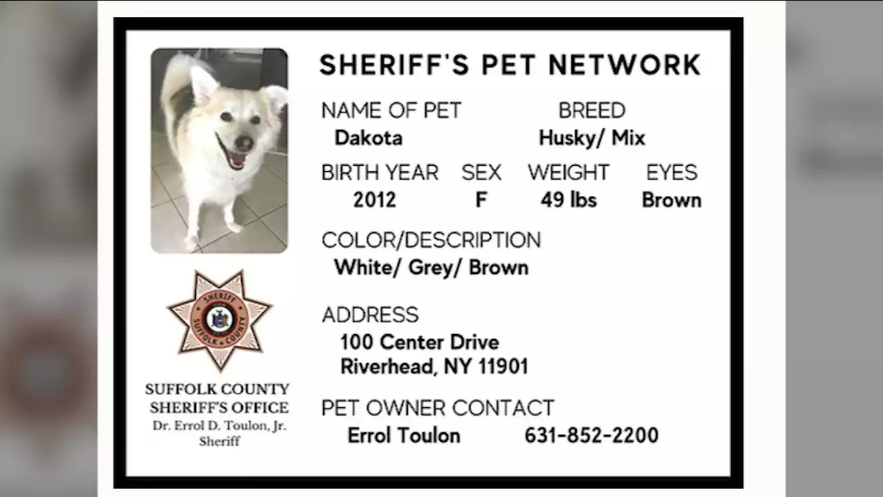 Suffolk County announces new Lost Pet Network to reunite owners with missing pets