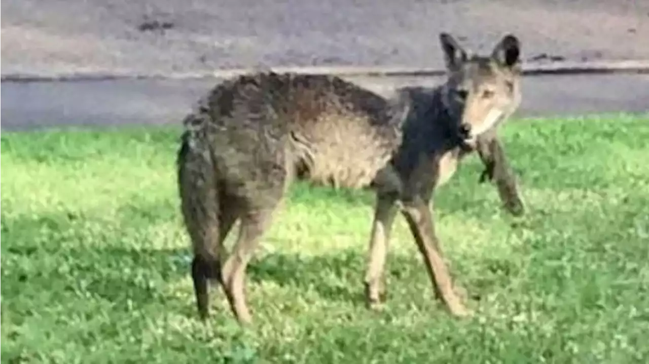 Toddler hospitalized in critical condition after coyote attack