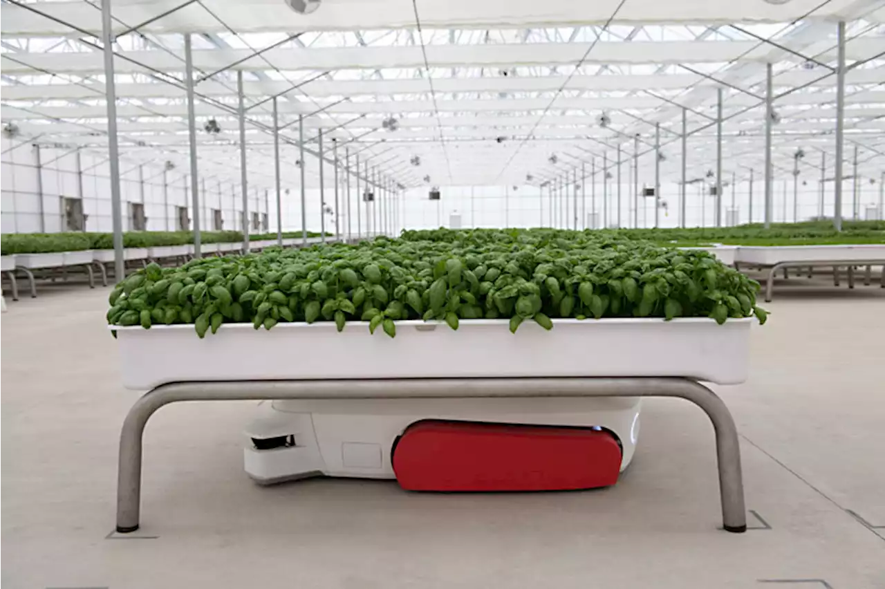 Iron Ox Farm Optimizes Indoor Farming With AI and Robots