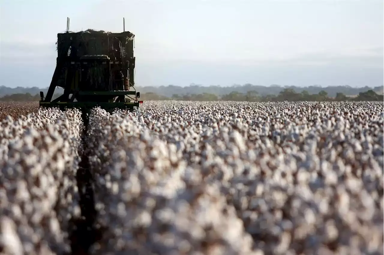 Rains and hail see cotton output drop 13% in South Africa for 2022 | Businessinsider