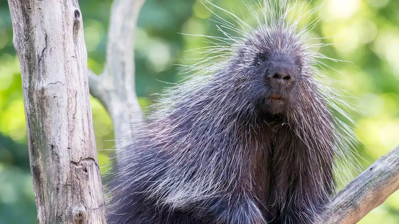 Baumstachler-Männchen Floyd aus Tierpark-Anlage ausgebüxt