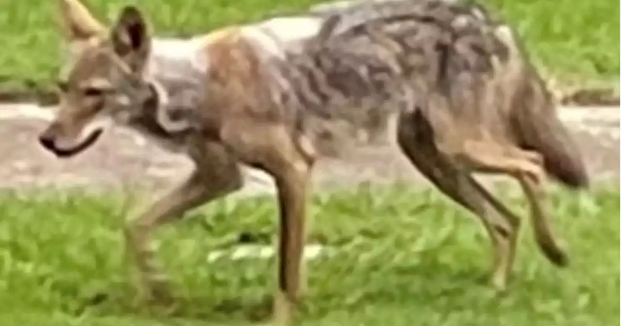 2-year-old in critical condition after coyote attack in Dallas