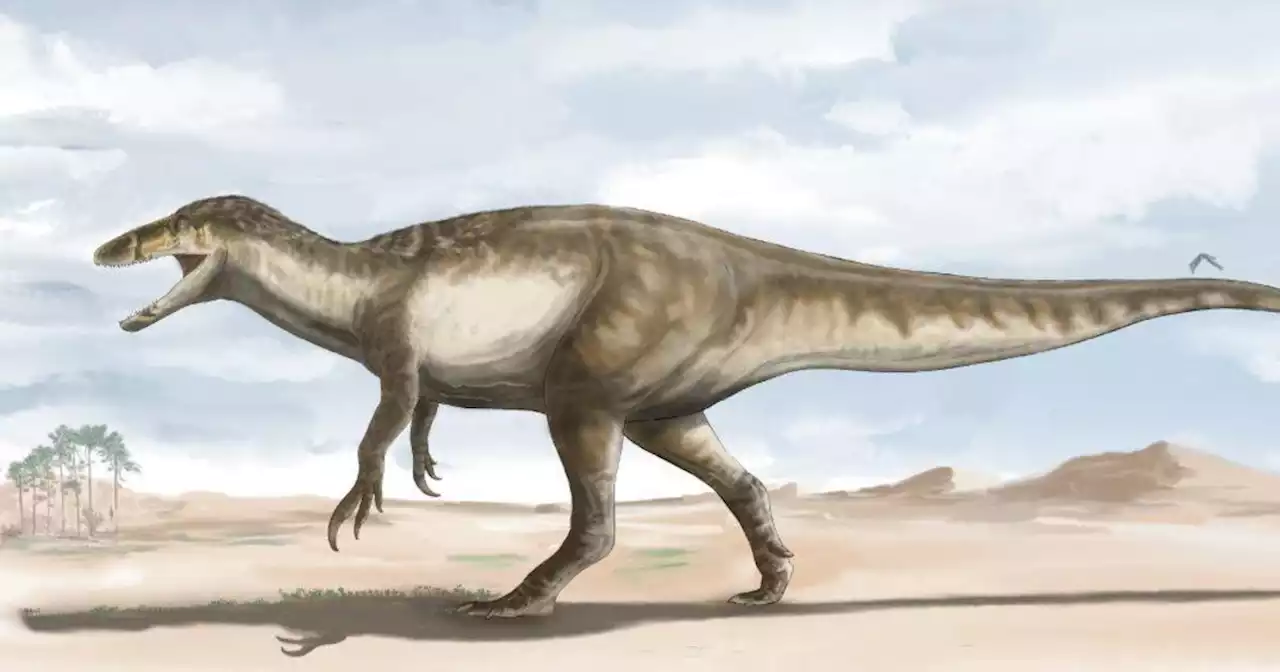 'Death shadow' fossils of largest raptor dinosaur unearthed in Argentina