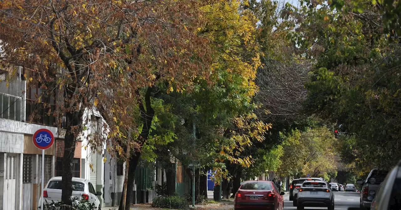 La revancha de los árboles en otoño: los colores que compiten con el famoso jacarandá