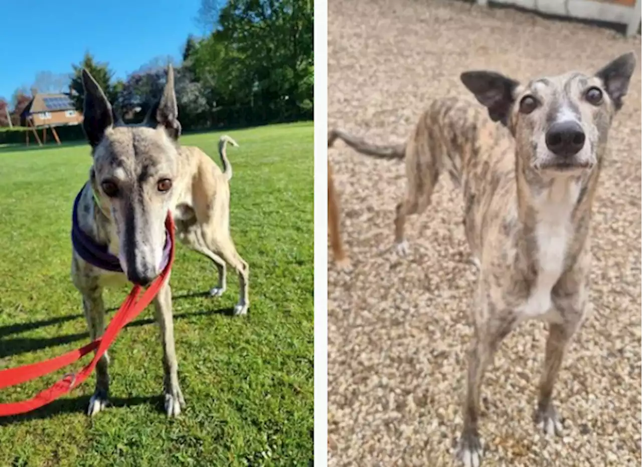 Senior dog chained to wall his entire life has zero applications at rescue