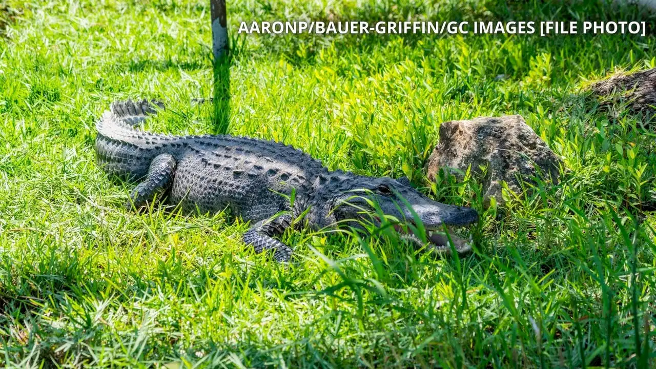 Oxnard man charged with illegally keeping pet alligator